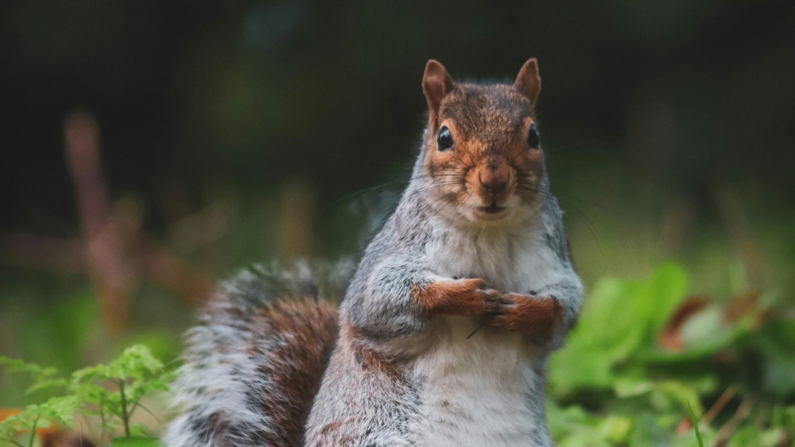 Photo of a squirrel holding a nut. 