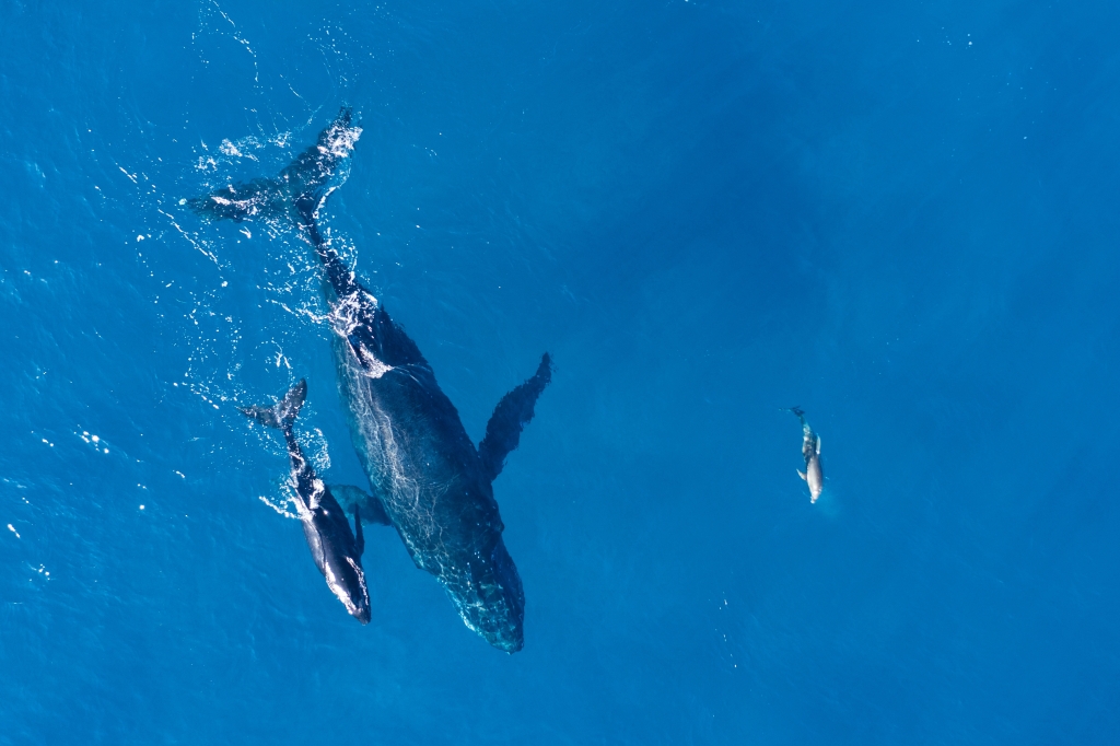 Oceanswell completes Cetacean diversity study in the Indian Ocean