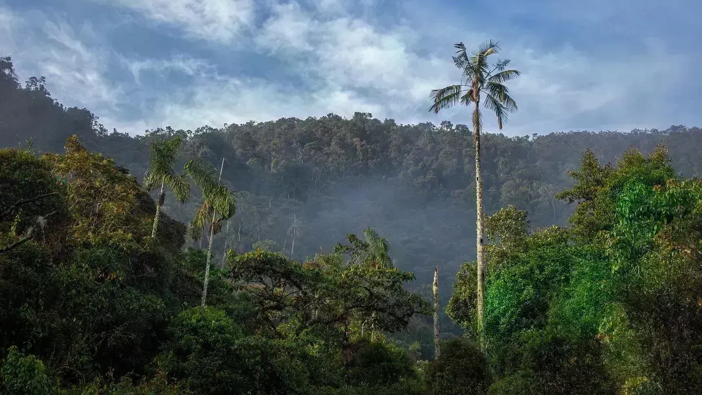 Bosque de Niebla Cloud Forest in Columbia | Climate Trade | Better Tomorrow News