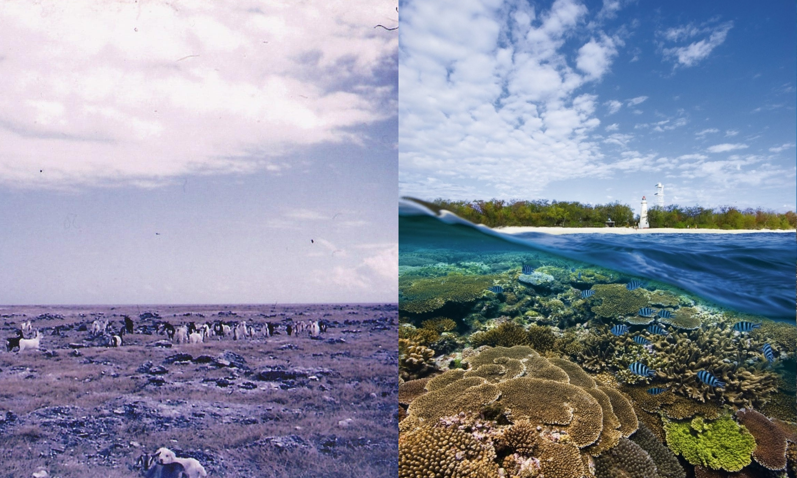 Transformation of the Lady Elliot Island | Better Tomorrow News